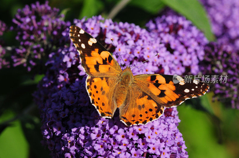 英国，Painted Lady Butterfly